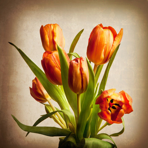 Tulips Wall Print